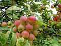 2011-0831-1520_Crab_Apple_17.6C